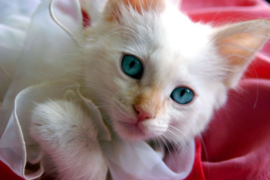 Las mejores mascotas para personas mayores (Bigstock)