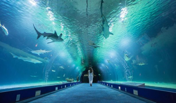 Museos gratis o con entrada reducida para personas mayores de 65 años en Valencia. Fuente, Oceanografic Valencia.