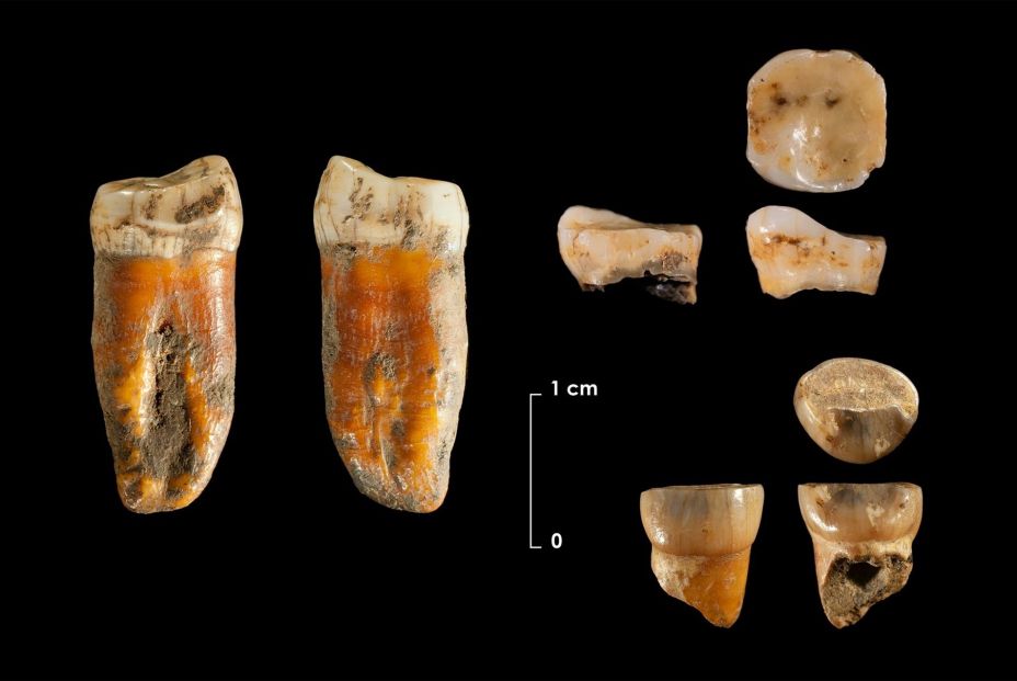 Descubren que los neandertales cuidaban y protegían a sus niños con síndrome de Down (Europa Press)