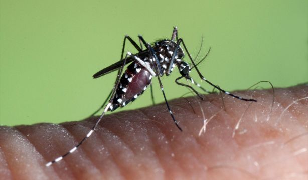 ¿Por qué los mosquitos pican más a unas personas que a otras? (Europa Press)