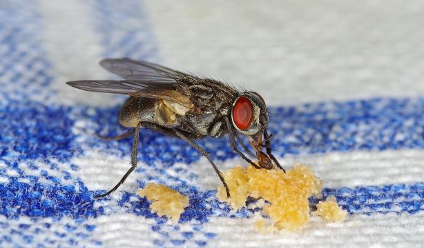 Este truco con papel aluminio impedirá que las moscas entren en tu casa este verano