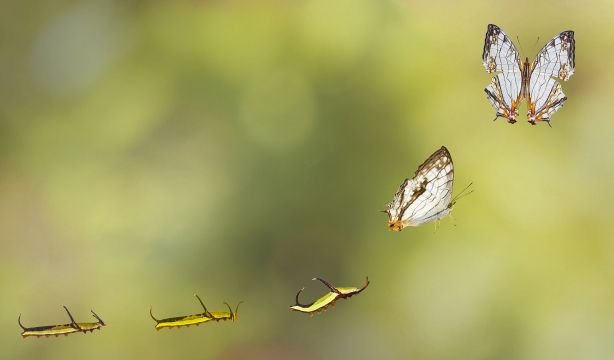 En metamorfosis: viuda y libre