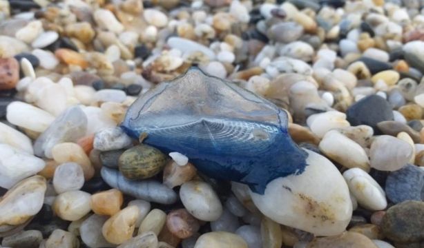 La app que te avisa de en qué playas del litoral mediterráneo andaluz hay medusas