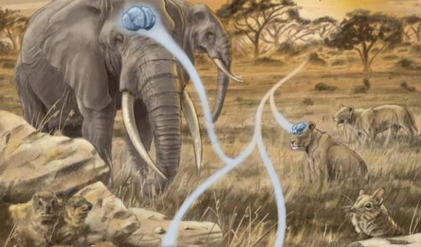  Se resuelve el enigma del tamaño del cerebro y la singularidad humana (Europa Press)