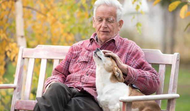 Un experto revela las razas de perro que debes evitar si no eres un especialista