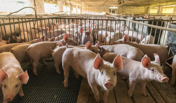 Contaminación de los acuíferos por nitratos procedentes de la ganadería, en el punto de mira de UE