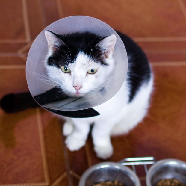 Otitis en mascotas Otitis en mascotas