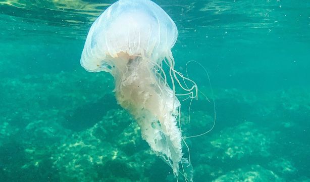 El CSIC explica por qué este verano hemos visto más medusas que nunca en las playas
