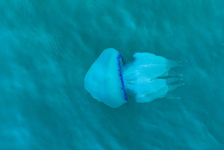 Medusas en España: conoce qué tipos hay y cuáles son las más peligrosas Medusas en España: conoce qué tipos hay y cuáles son las más peligrosas