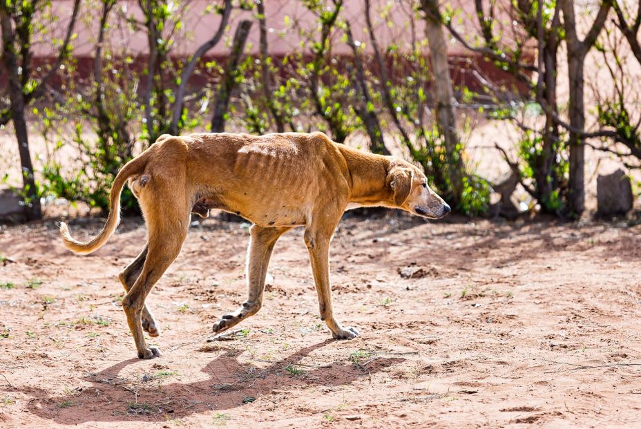 Abandonar a tu mascota este verano puede costarte una multa de hasta 50.000 euros. bigstock Abandonar a tu mascota este verano puede costarte una multa de hasta 50.000 euros. bigstock