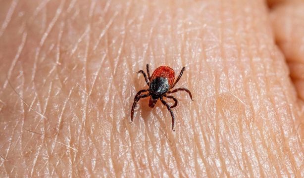 Cuidado con las garrapatas este verano: Sanidad recomienda tomar medidas preventivas
