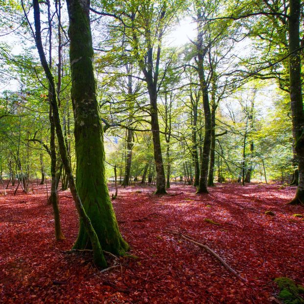 Selva de Irati Selva de Irati