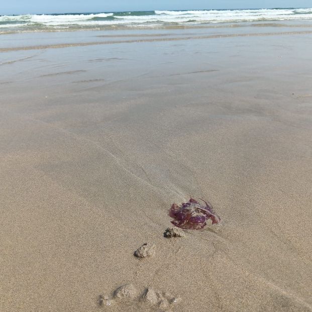 medusas playa medusas playa