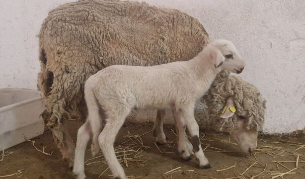 Teodoro: el primer cordero modificado genéticamente en España