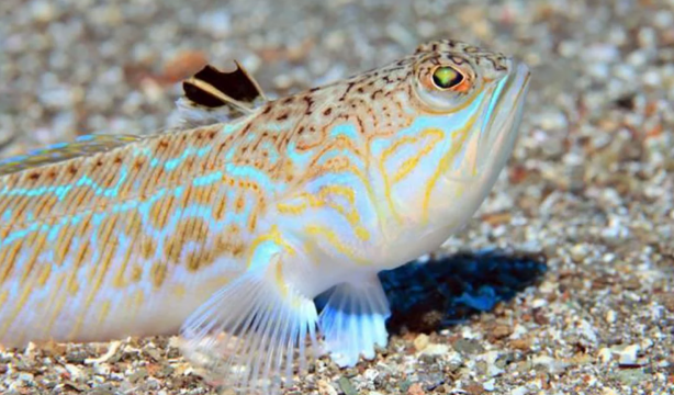 Alerta en las playas españolas por la presencia de este pez venenoso (CuídatePlus)