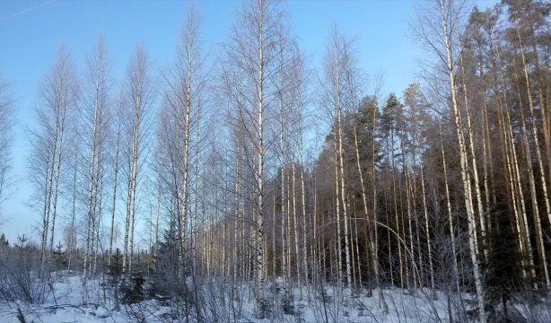 La Tierra puede tardar millones de años en recuperar el equilibrio climático (Europa Press)