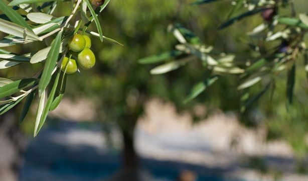 Identifican un compuesto del olivo que mejora la recuperación tras un ictus