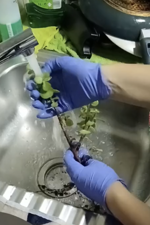 Con este truco podrás revivir rápidamente tus plantas marchitas