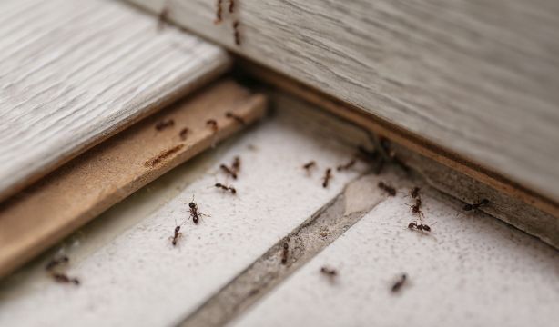 Plaga de hormigas en residencias: inspeccionan todos los centros de un municipio de Barcelona