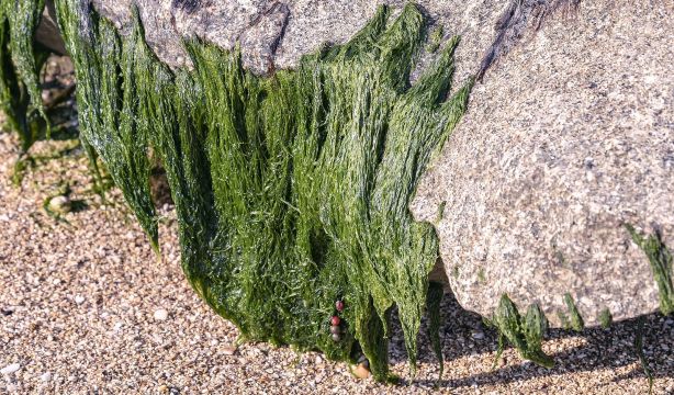 Las algas marinas podrían tener la clave para prevenir el párkinson