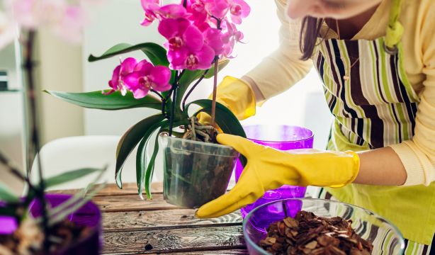 Con este truco tus plantas resistirán el frío durante todo el invierno
