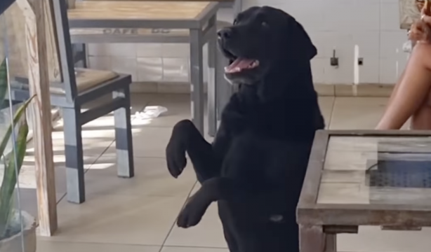 VÍDEO: Un hombre mayor sorprende a todos con su 'perro panadero'