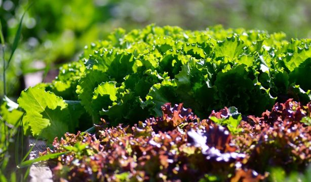 Crean una 'súper lechuga' con propiedades antioxidantes y potenciadora de la memoria