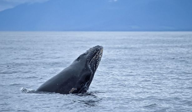 El canto de la ballena es estructuralmente similar al lenguaje humano