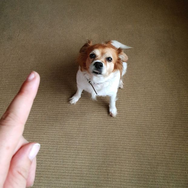 Descubre si tu perro es dominante con estas sencillas pautas