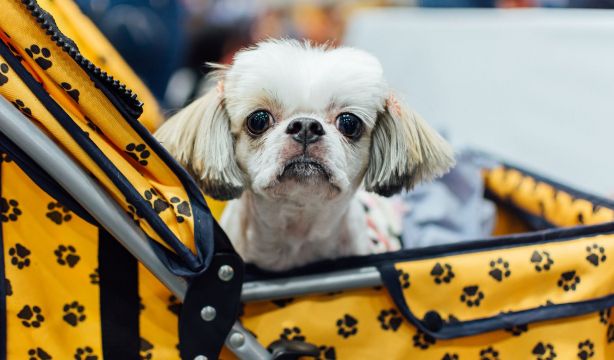 Prohibida la venta de perros, gatos y hurones en tiendas de España