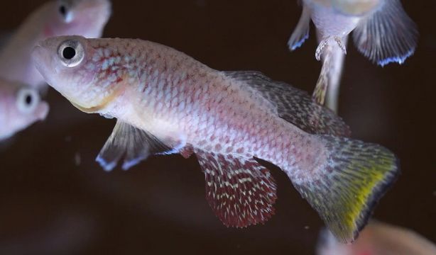 Un pez africano guarda el secreto de la regeneración de tejidos