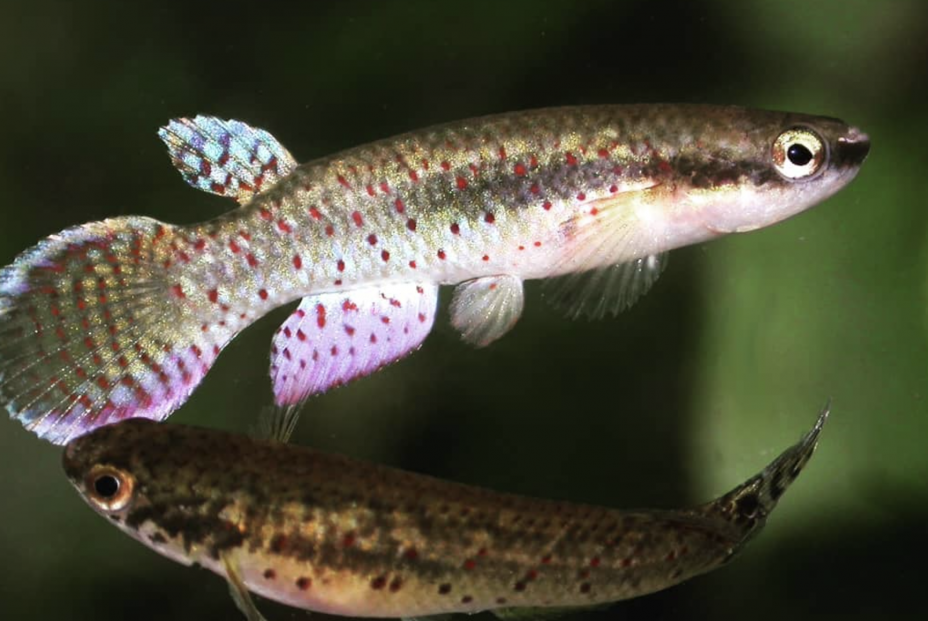 Un pez africano guarda el secreto de la regeneración de tejidos Un pez africano guarda el secreto de la regeneración de tejidos