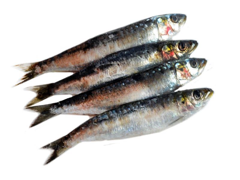 Sardinas Sardinas