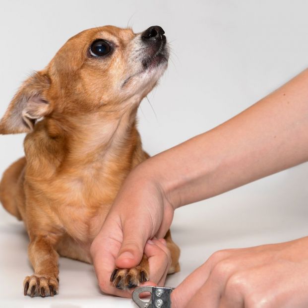 Profesional cortando las uñas a una perrita Profesional cortando las uñas a una perrita