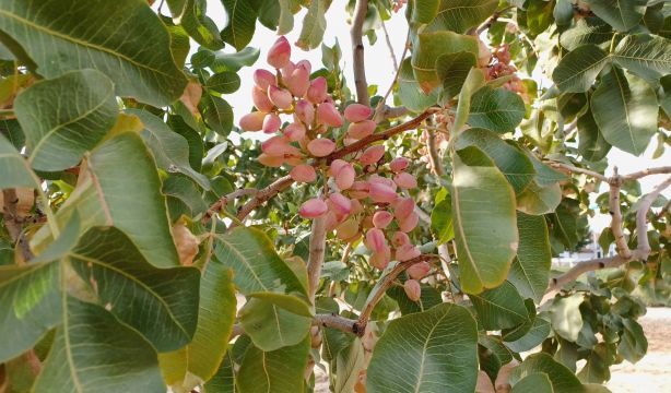 La Comunidad de Madrid investiga nuevos usos culinarios y nutricionales del pistacho