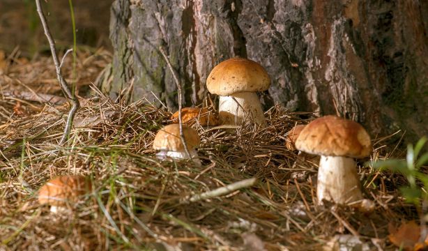 Recolección de setas: las normas que debes conocer para evitar una multa (Bigstock)