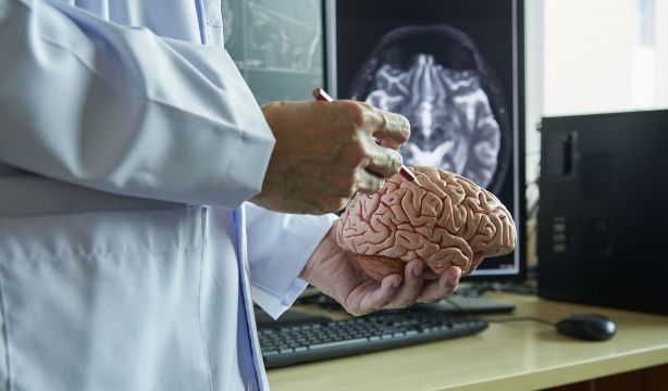 La Fundación Pasqual Maragall desarrolla cerebros en miniatura para estudiar el alzhéimer