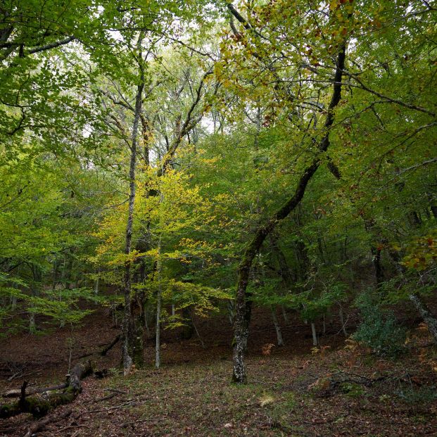 Hayedo de Montejo: un bosque de cuento a una hora de Madrid al que solo se puede acceder por sorteo