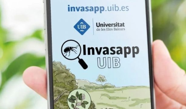 Lanzan una app para detectar y notificar la presencia de insectos invasores