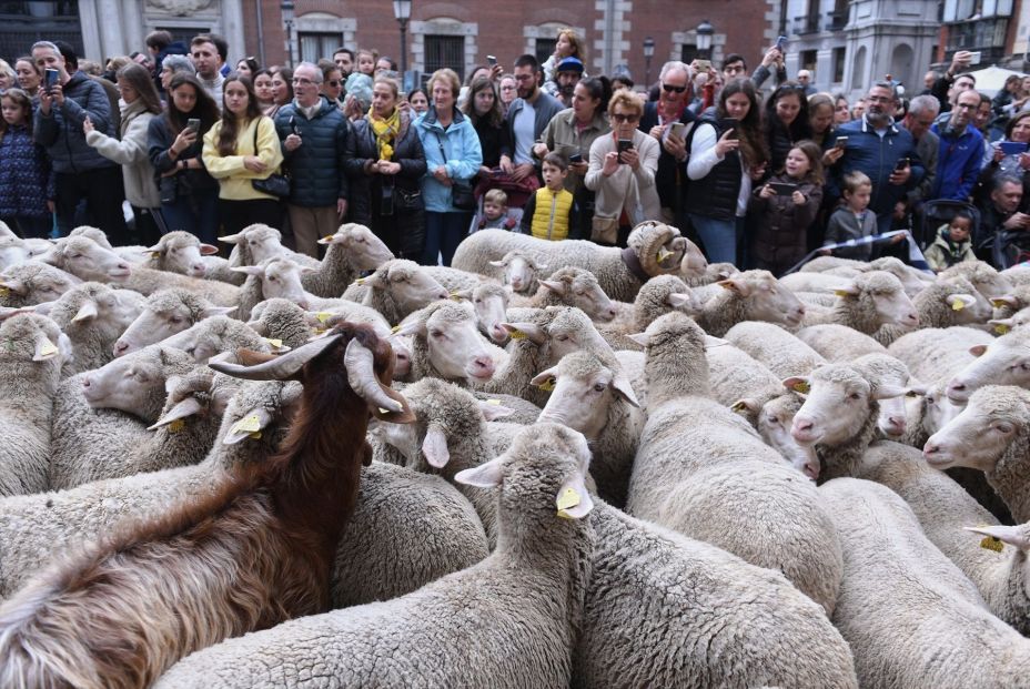 Suspendida la Fiesta de la Trashumancia en Madrid por la enfermedad de la lengua azul en ovejas
