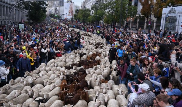Suspendida la Fiesta de la Trashumancia en Madrid por la enfermedad de la lengua azul en ovejas