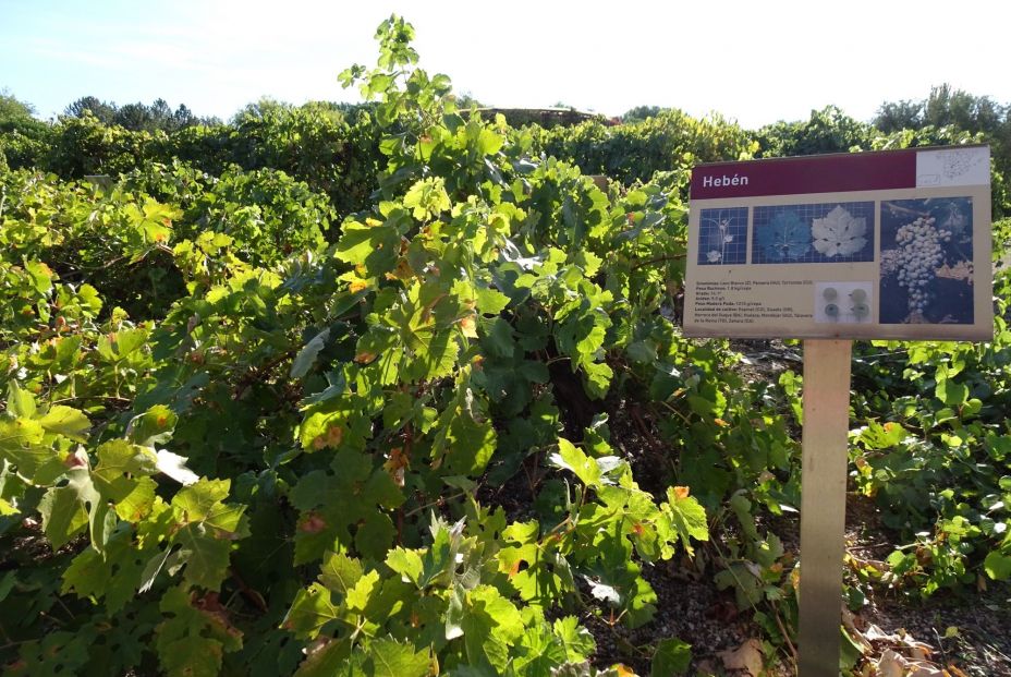 Hallada en la Comunidad de Madrid una variedad de uva centenaria que se creía extinta (Comunidad de Madrid) Hallada en la Comunidad de Madrid una variedad de uva centenaria que se creía extinta (Comunidad de Madrid)