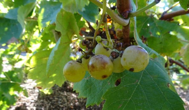 Descubierta en la Comunidad de Madrid una variedad de uva centenaria que se creía desaparecida