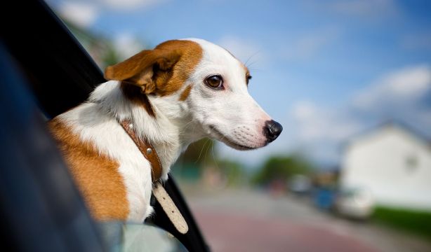 La multa que puede ponerte la DGT aunque lleves atado a tu perro en el coche (Bigstock)