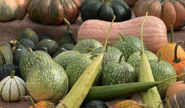 El Jardín Botánico muestra su espectacular colección de calabazas