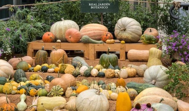 El Jardín Botánico expone su colección de calabazas, que van "más allá de la fiesta de Halloweeen" El Jardín Botánico expone su colección de calabazas, que van "más allá de la fiesta de Halloweeen"
