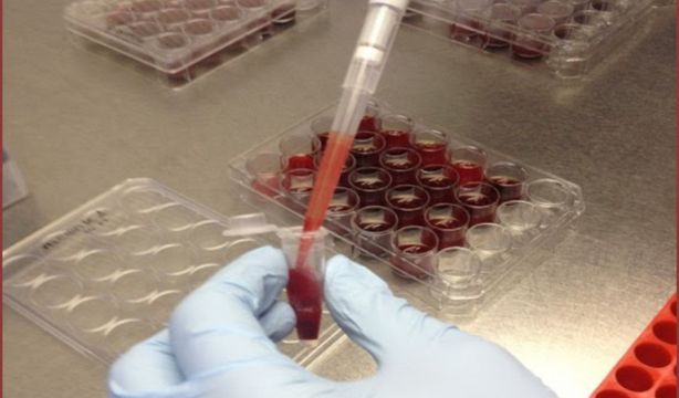 Muestra de sangre en la Estación Experimental del Zaidín. Fuente: FUNDACIÓN DESCUBRE