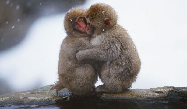 Las especies más sociales viven más tiempo