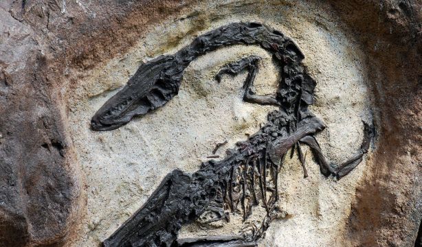 El frío y no el calor fue el principal culpable de la extinción de los dinosaurios