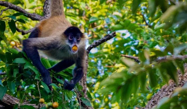 Los animales que consumen alcohol son más comunes de lo que crees (Nicholas Chapoy)